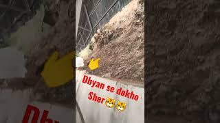 #shera #my first vlog#mata vesno devi ke yaha sher aa gaya