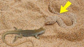 Incredibile Lucertola Di Caccia Al Serpente Sidewinder Da Under The Sand I Rettili Del Deserto