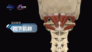 【人體的奧祕 - 枕下肌群】The Human Body's Mysteries - The Suboccipital Muscle Group