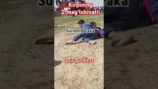Kirpining ikkinchi mag‘lubiyati |#surxon baraka |#shorts |#kurash #uzbcars