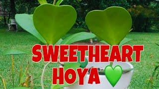 HOW SWEET ARE SWEETHEART HOYAS? //UK PLANT MOM