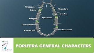 PORIFERA GENERAL CHARACTERS