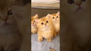 Cat videos cute cats kittens 