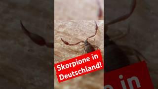 Skorpione bei uns in Deutschland? JA! Und sie sind sogar nützlich.