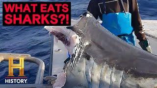 The UnXplained: Deep Sea Monster Bites Shark in Half! (Season 6)