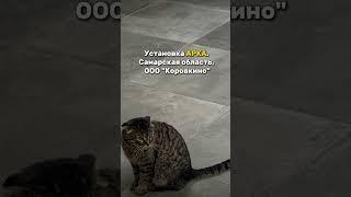  Установка системы управления стадом АРКА. Самарская область, ООО "Коровкино"