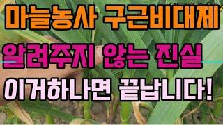 마늘비대기 구근비대제 사용방법. 아무도 알려주지않는 진실...자세하게 알려드립니다.이영상하나면 끝!! 꿀팁공개