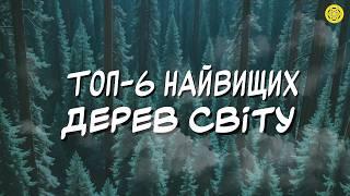 РЕКОРДИ природи: НАЙВИЩІ дерева Землі | Найвищі ЖИВІ істоти ПЛАНЕТИ | Цікаві факти