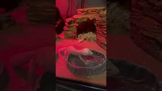 Leopard Gecko Feeding #animalshorts #animals #reptiles