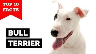 Bull Terrier - Top 10 Facts