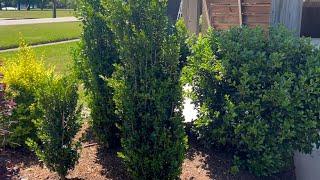 Plant Spotlight  | Monrovia Green Tower Boxwoods  