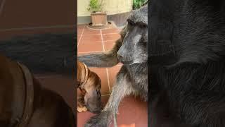 Cindy the Baboon wanted a hug from Rigby the Puppy!  #baboon  #puppy  #funnyanimals  #cuteanimals