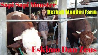 Review Sapi Sapi Monster Berkah Mandiri Farm