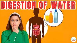 How Are Water And Other Fluids Digested In The Human Body?