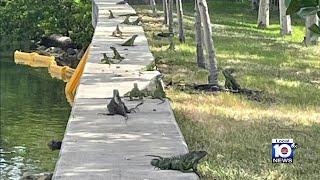 Miami Beach officials coming up with ideas to get rid of invasive iguanas