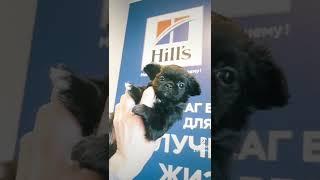 Зигмунд, мальчик чихуахуа, длинношерстный в поиске семьи питомник чихуахуа JudiTeilor FCI