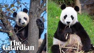 Panda diplomacy: meet the giant (and expensive) diplomats on loan to Australia from China