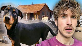 Rescuing PREGNANT Doberman From JUNK YARD!