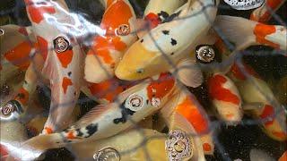  A Quick Visit at a Koi Shop! (Live)