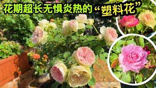 介绍几款超长花期无惧炎热的玫瑰！凉爽环境待机更恐怖堪称鲜花中的塑料花！园艺篇489