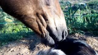 Horse licking it & dog liking it