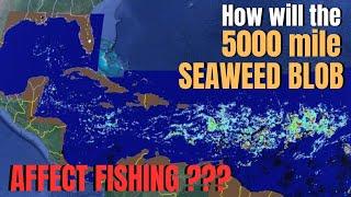 How will the 5000 mile SEAWEED BLOB affect fishing