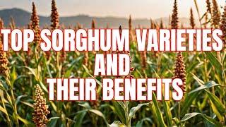 Sorghum Varieties and their Benefits | Types of Sorghum grown in India #sorghum