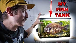 How I Built The Perfect Budget Aquarium For My Pet Bluegill