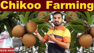 Chikoo farming | 3 Lakh Per Acre Income | Sapota farming | Chiku ki kheti kaise kare | Chikoo kheti