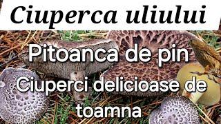 Ciuperca uliului / Pitoanca de pin/ Ciuperci delicioase de toamna tarzie