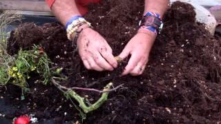 Grafting Tomatoes onto Potato plants part 2