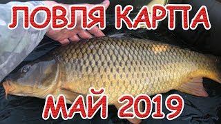 ЛОВЛЯ КАРПА В МАЕ 2019