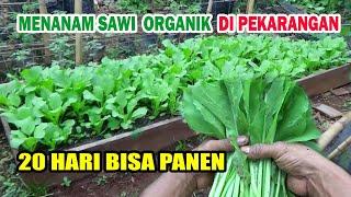 Cara  Menanam SAWI ORGANIK di Pekarangan CEPAT PANEN  Dari Semai Sampai Panen Versi IRP