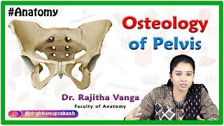 Osteology Of Pelvis