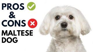 Pros and Cons of Maltese dogs #AnimalPlatoon