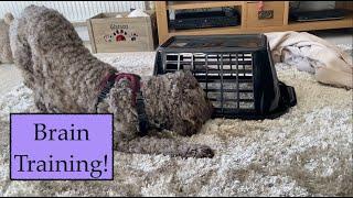 DIY Brain Game for Dogs with a Linen Basket & Blanket 