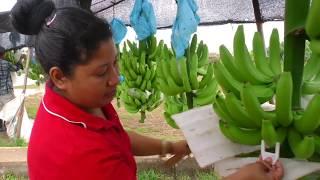 Increased Productivity in the Banana Process, Belize