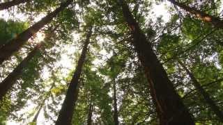 The Leighton Redwoods (Royal Forestry Society)