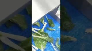 Cabbage Washing Cleaning Dehydrated Machine