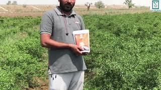 CHILLI GOLDMINER મરચીમાં ગોલ્ડમાઈનરનું રિઝલ્ટ