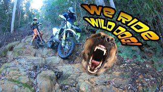 WE RIDE WILD DOG! Ourimbah State Forest. Yamaha WR250R, WR450F, KTM, HUSQVARNA, CHRISTINI AWD.