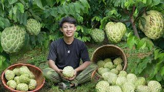 3 days heavy rain, harvesting custard apples, big guavas, watermelons to market sell. Live in nature