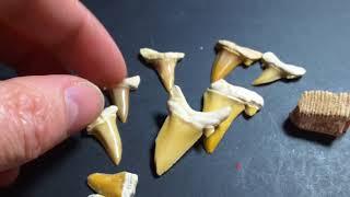 Cretolamna fossil shark teeth