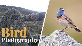 BIRD PHOTOGRAPHY in the mountain | photographing bluethroat