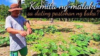 SIMPLENG DISKARTE SA PAGTANIM NG PAGTANIM NG KALABASA | D' Green Thumb