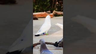 attitude pigeon short || #attitudestatus #pigeon #short #kabootarbazi #kyarishkadripigeon