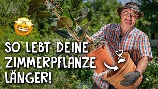 Zimmerpflanzen richtig umtopfen! - Umtopfen in 5 einfachen Schritten