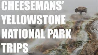 Winter Wildlife and Wonders: Yellowstone National Park with Cheesemans' Ecology Safaris