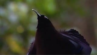 Black Sicklebill Bird of Paradise - Attenborough's Paradise Birds - BBC Two