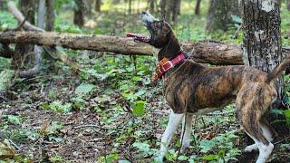 early season squirrel hunting with dog